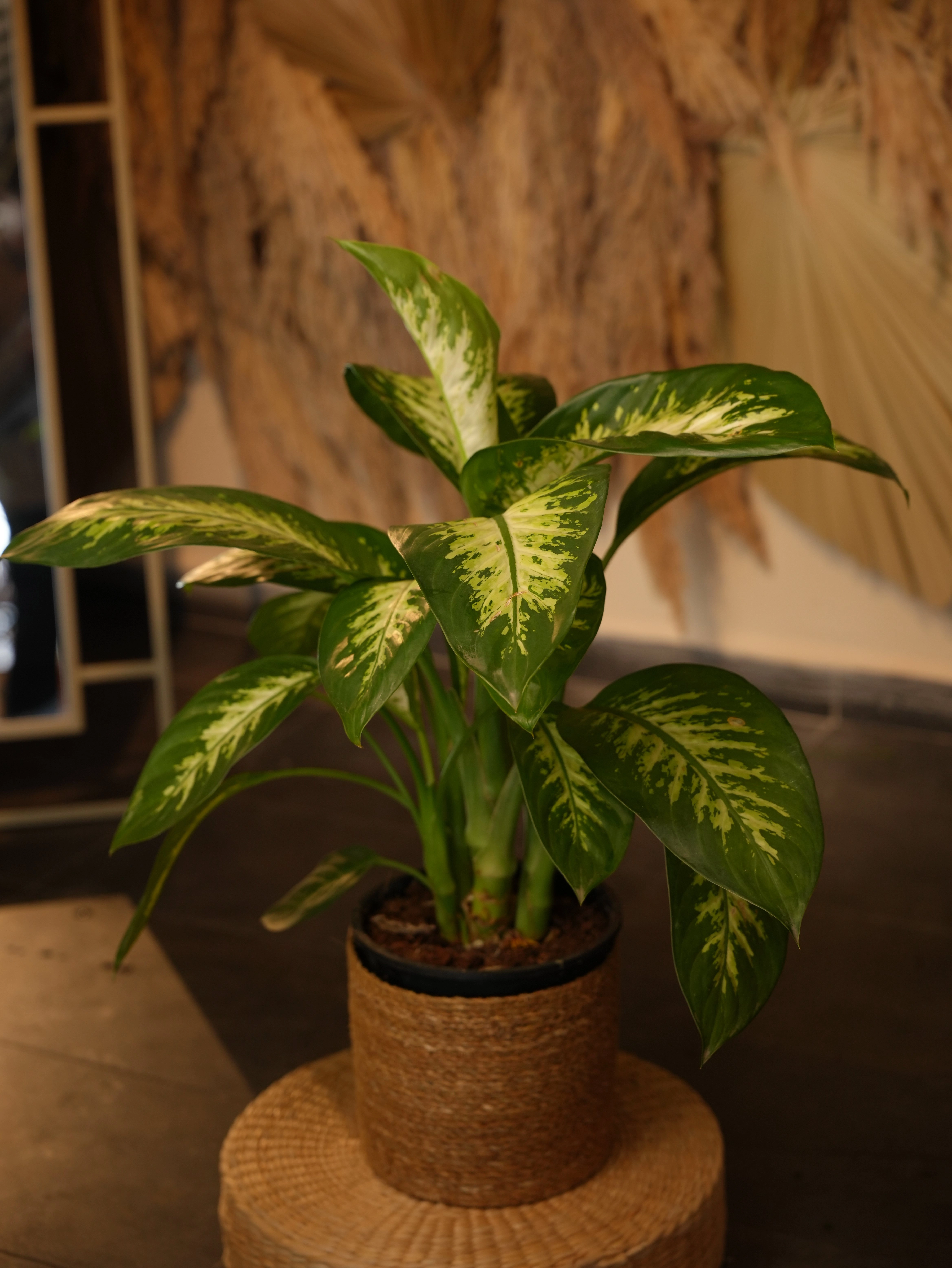 Saksı Çiçekleri Bakımı