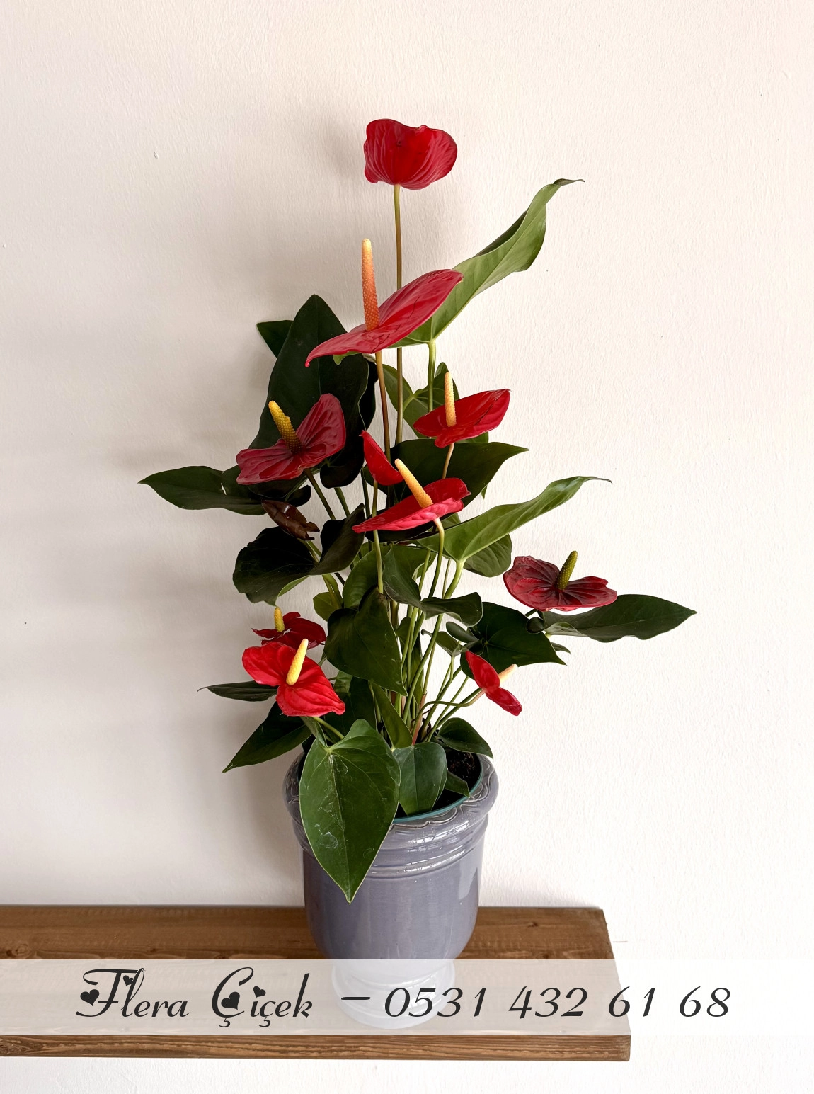 Antoryum Saksı Büyük Boy