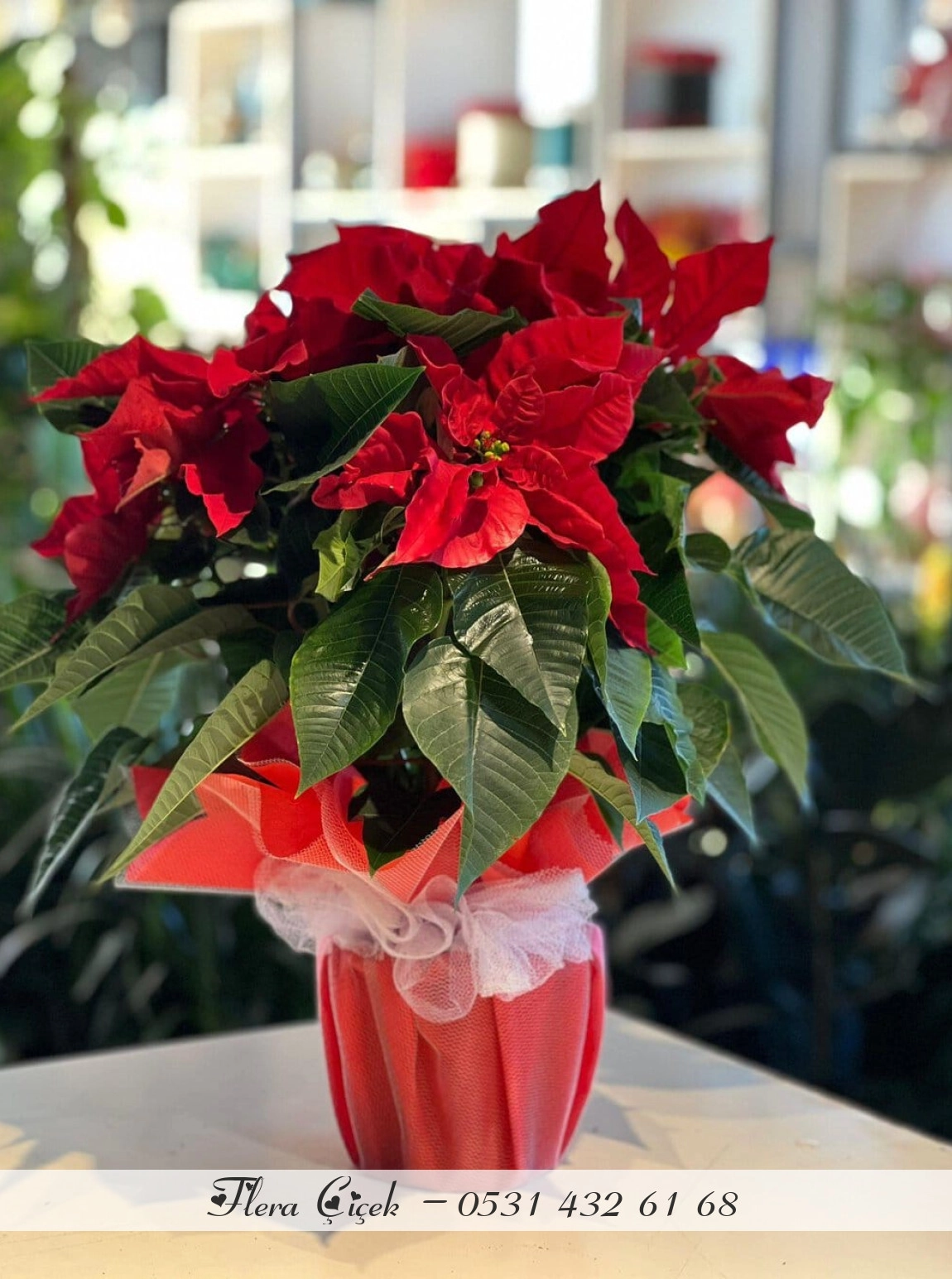 Atatürk Çiçeği Saksı