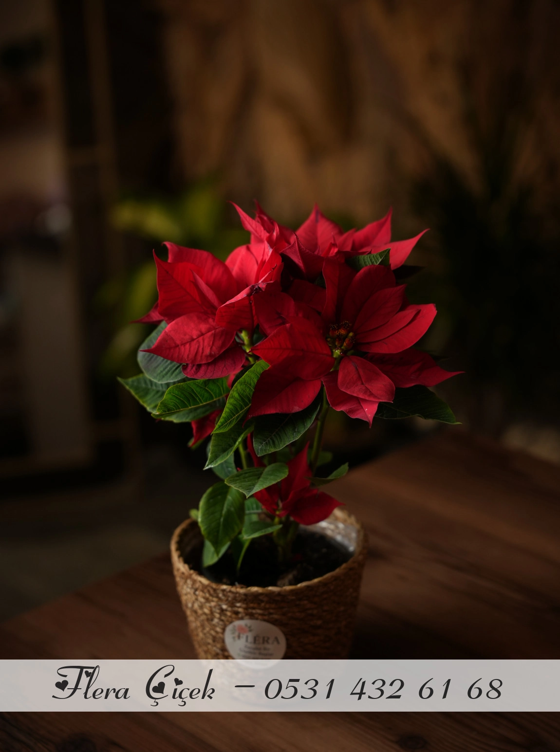 Atatürk Çiçeği Saksı (Poinsetia)