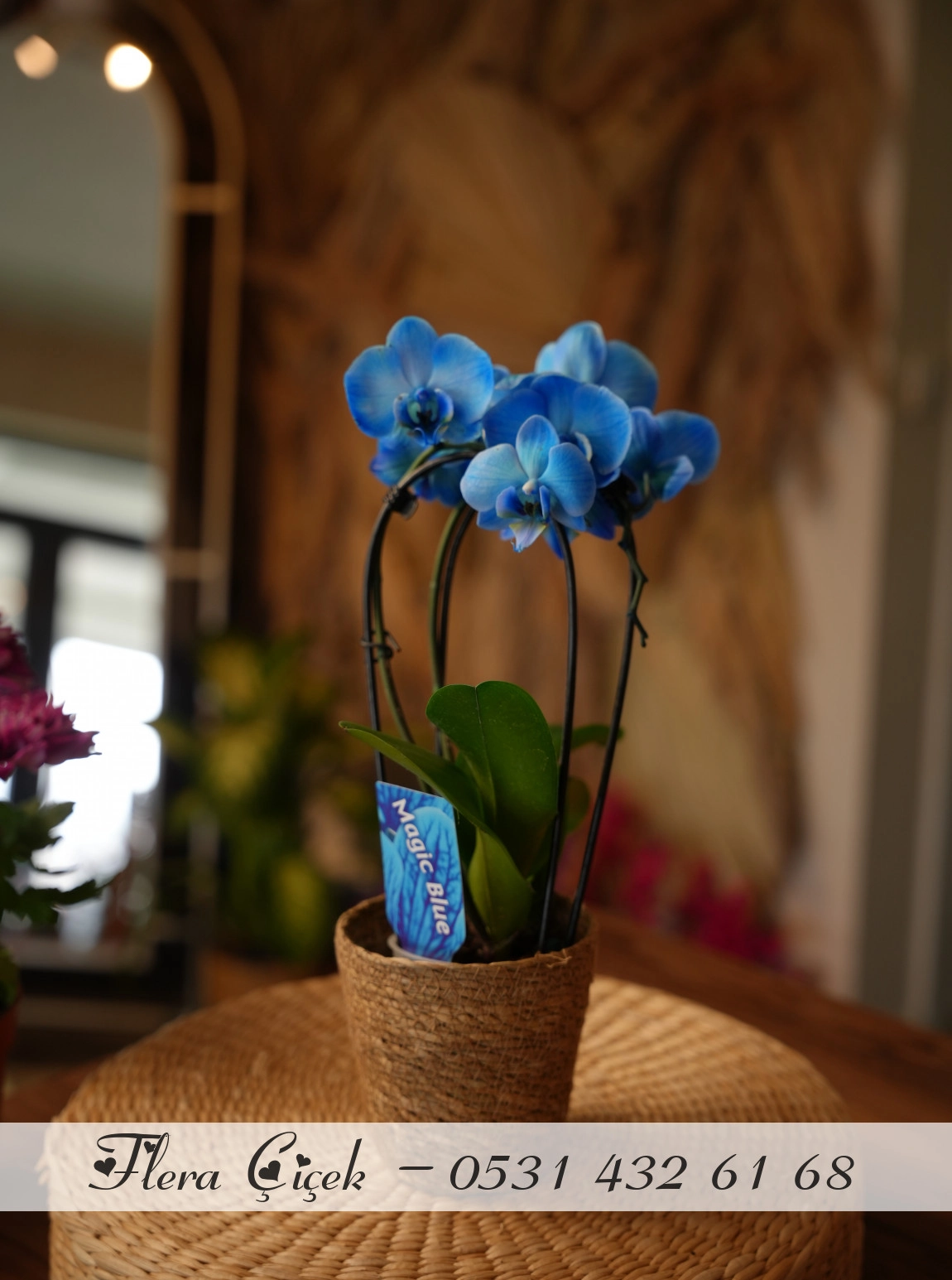 Çift Dallı Mavi Baby Orkide