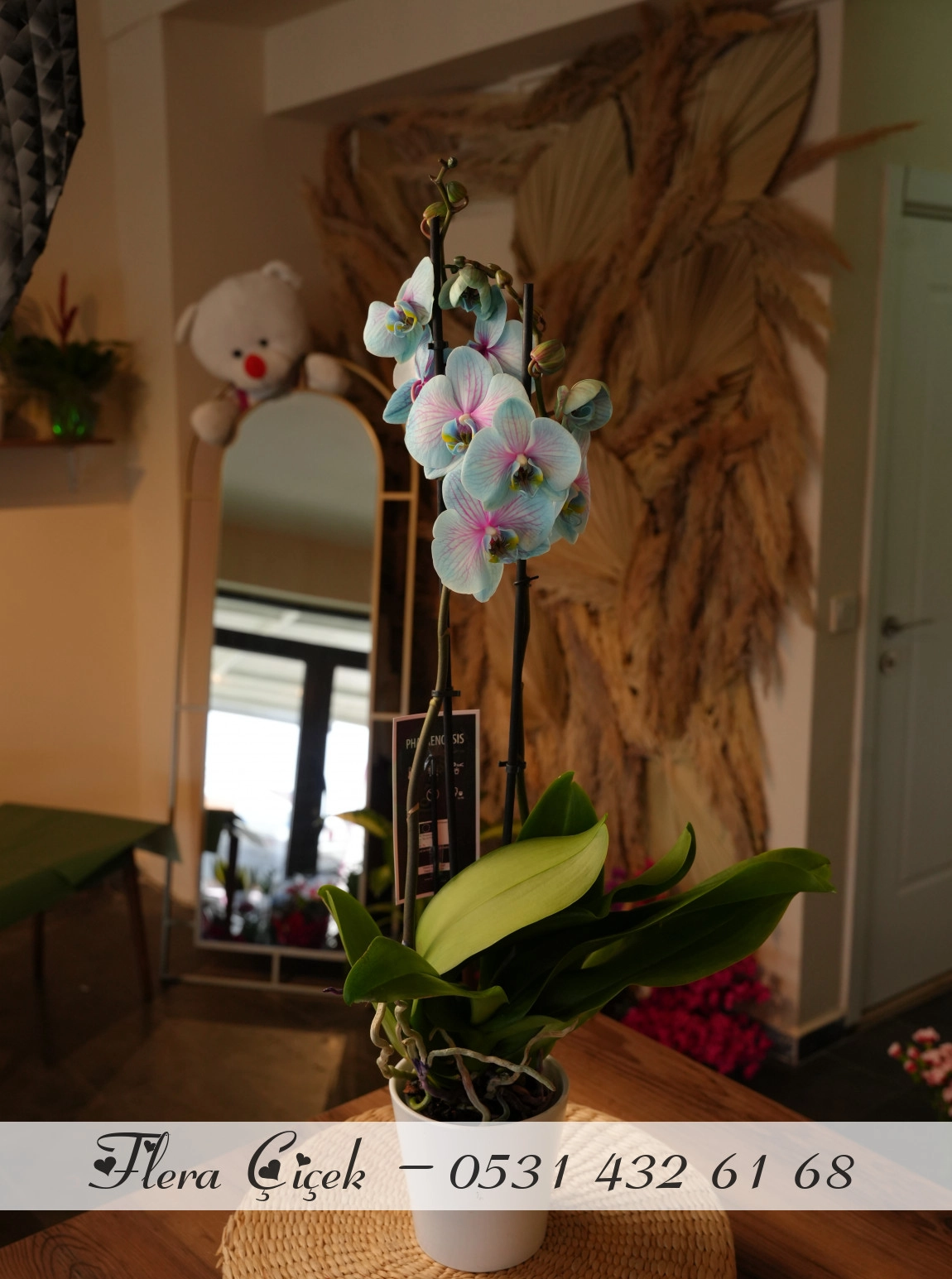 Çift Dallı Mavi Orkide