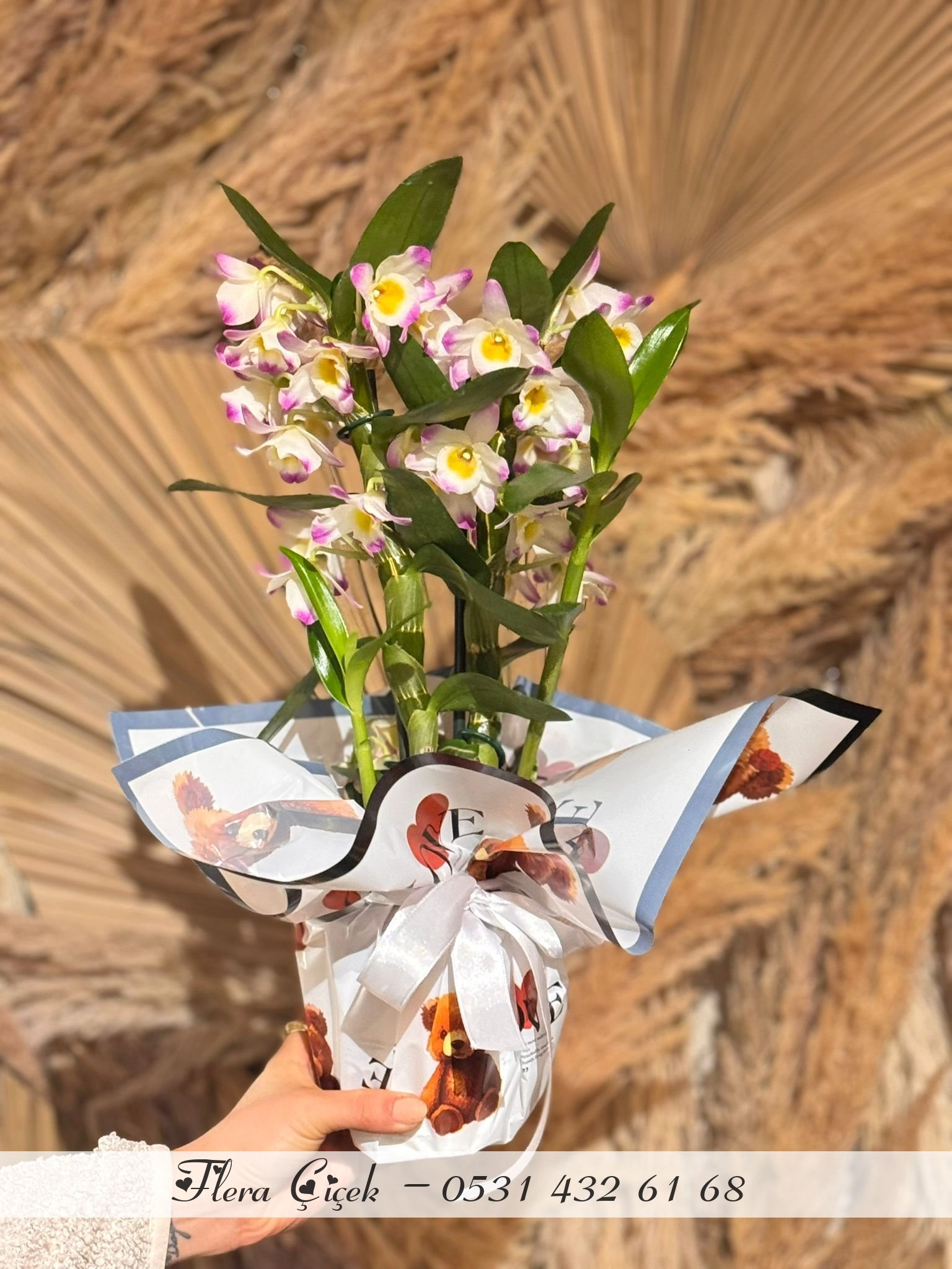 Dendrobium Saksı