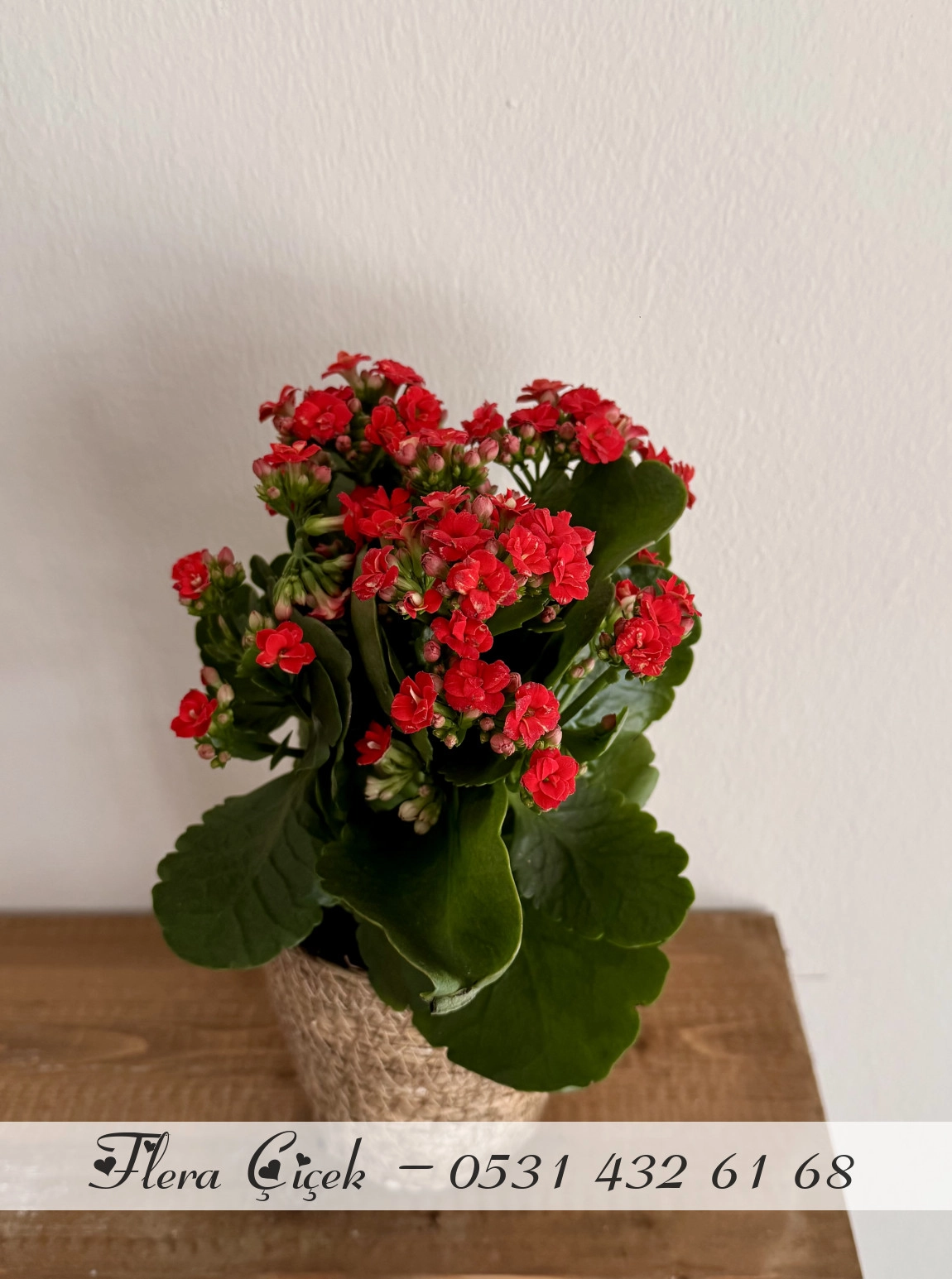 Kalanşo Saksı Kırmızı