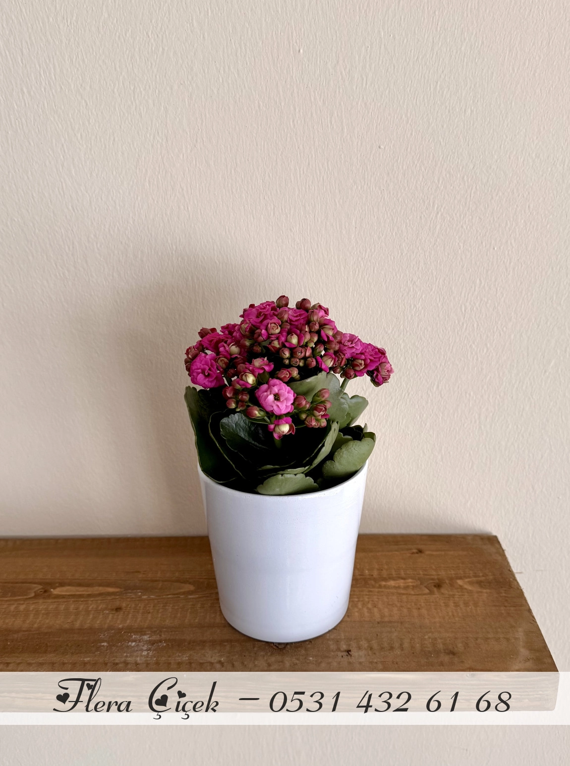 Kalanşo Saksı Koyu Pembe