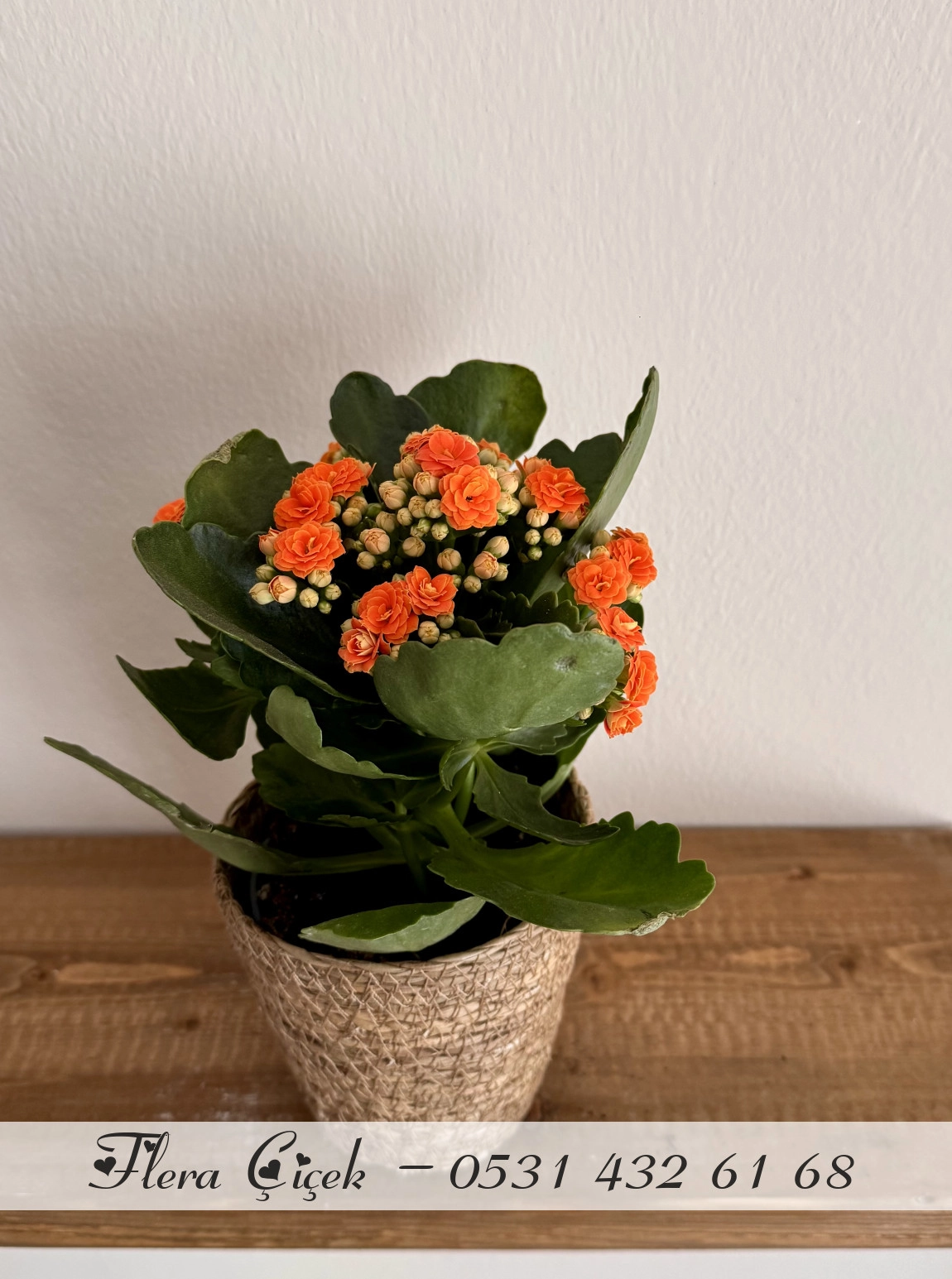 Kalanşo Saksı Turuncu