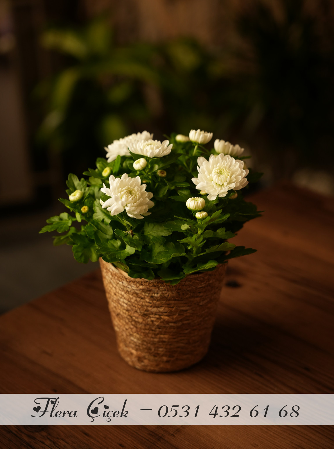 Kasımpatı Saksı Beyaz