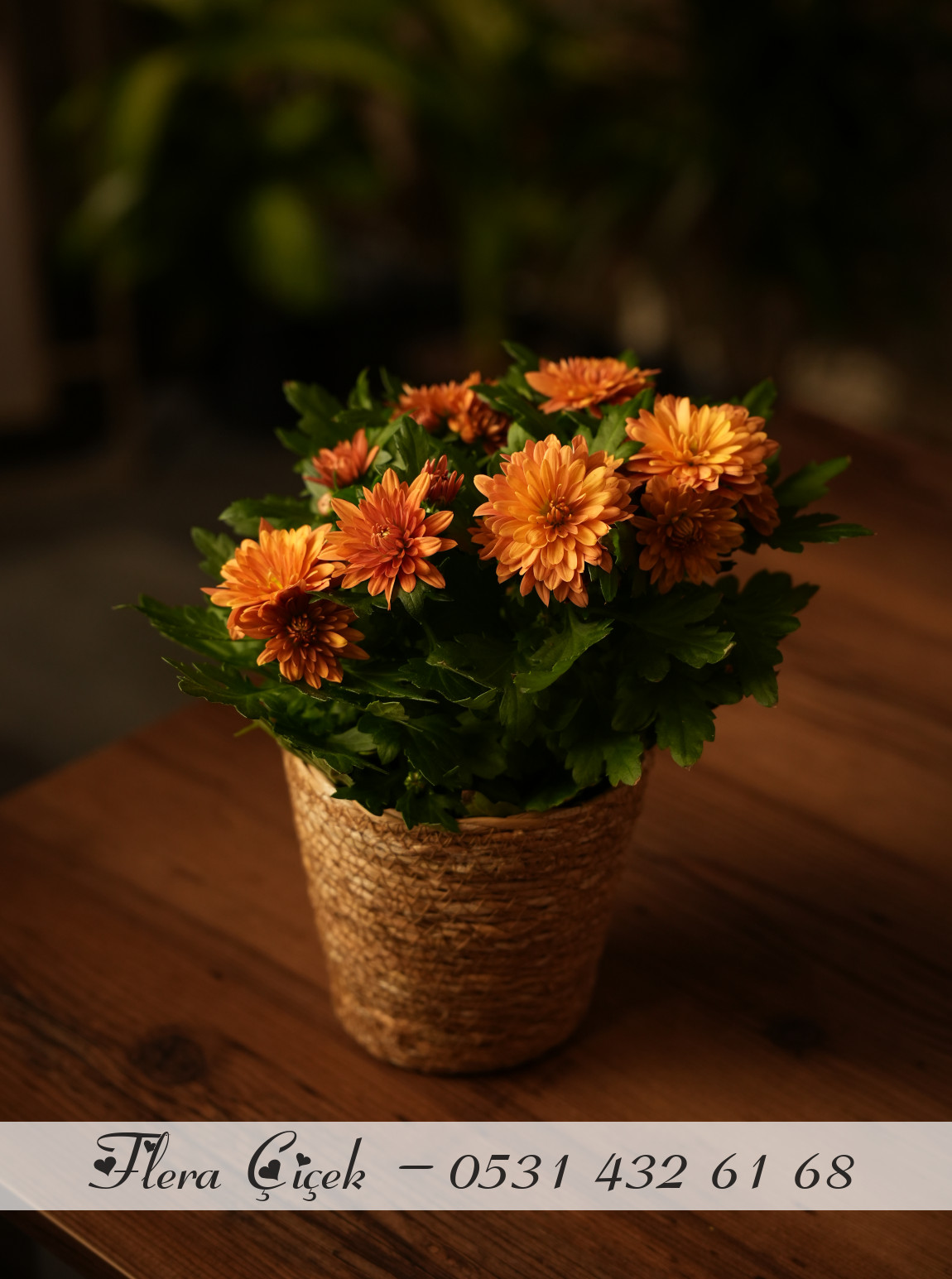 Kasımpatı Saksı Kahverengi