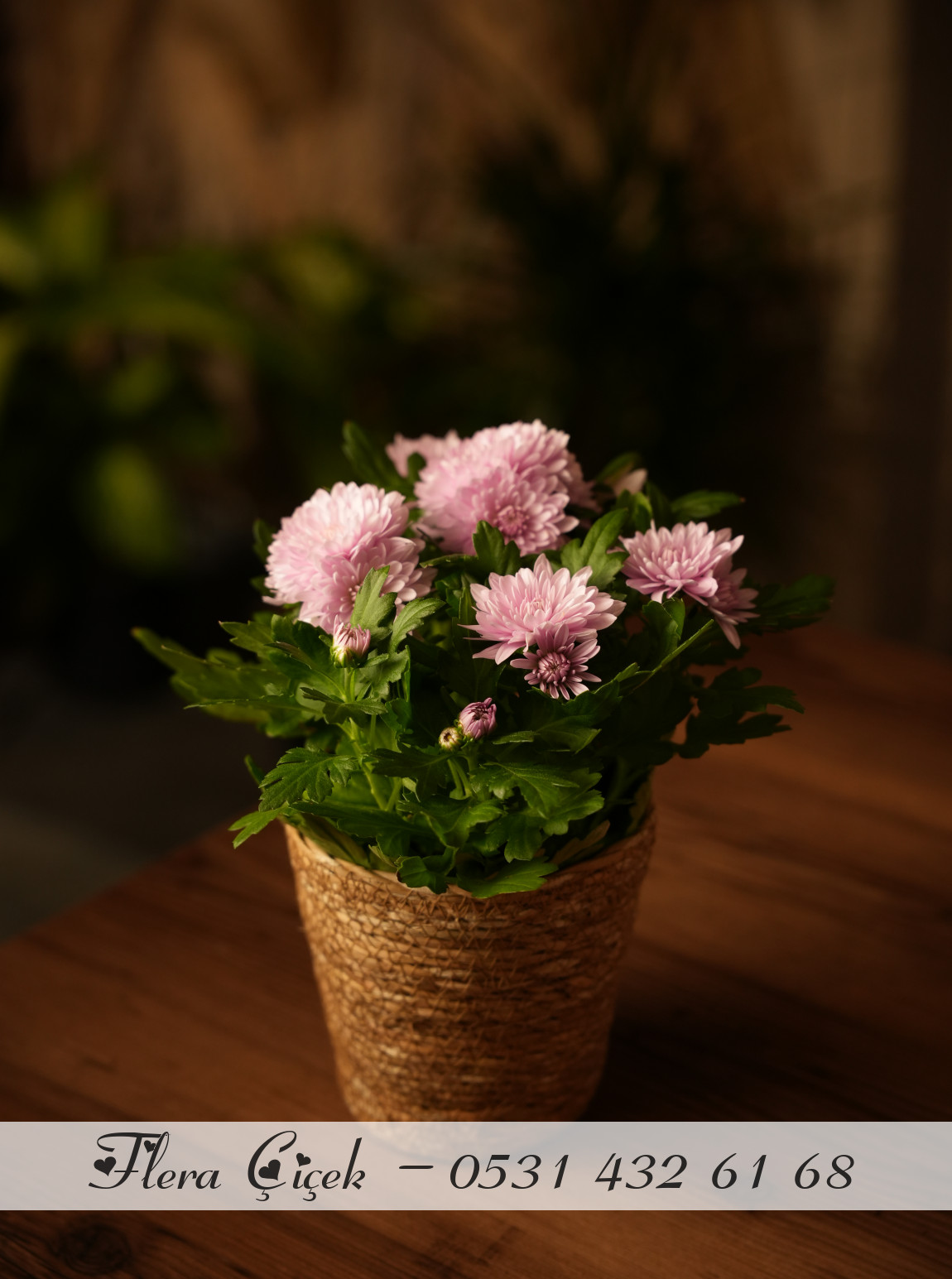 Kasımpatı Saksı Lila