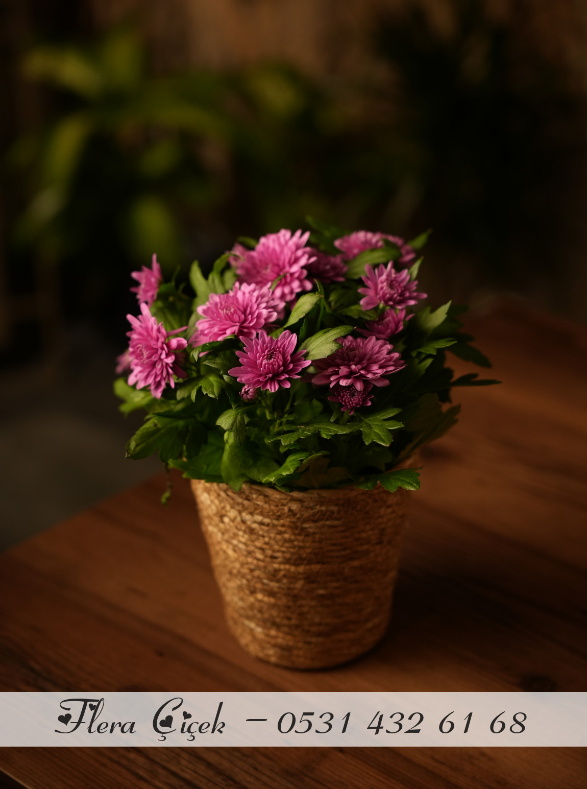 Kasımpatı Saksı Mor