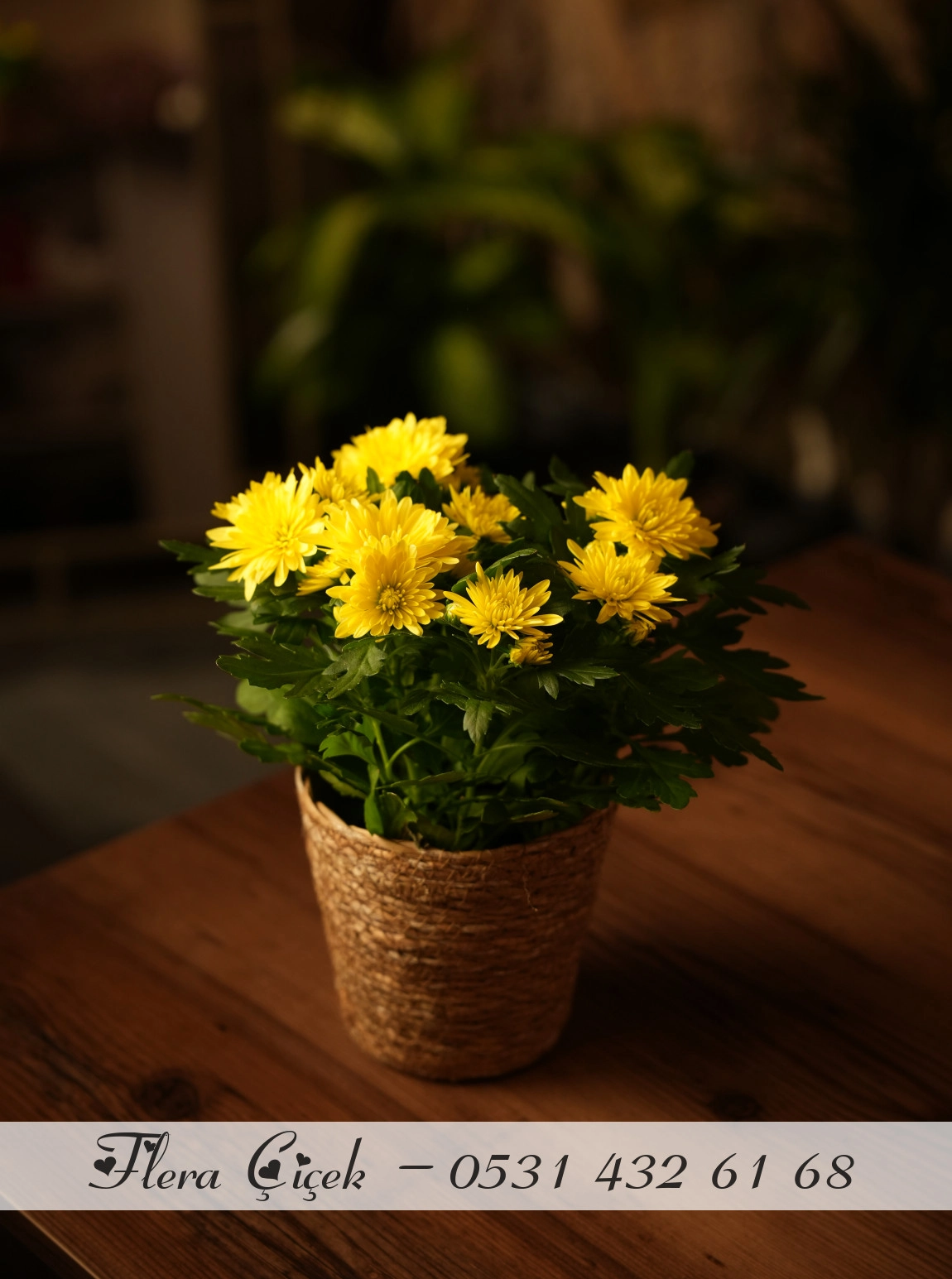 Kasımpatı Saksı Sarı