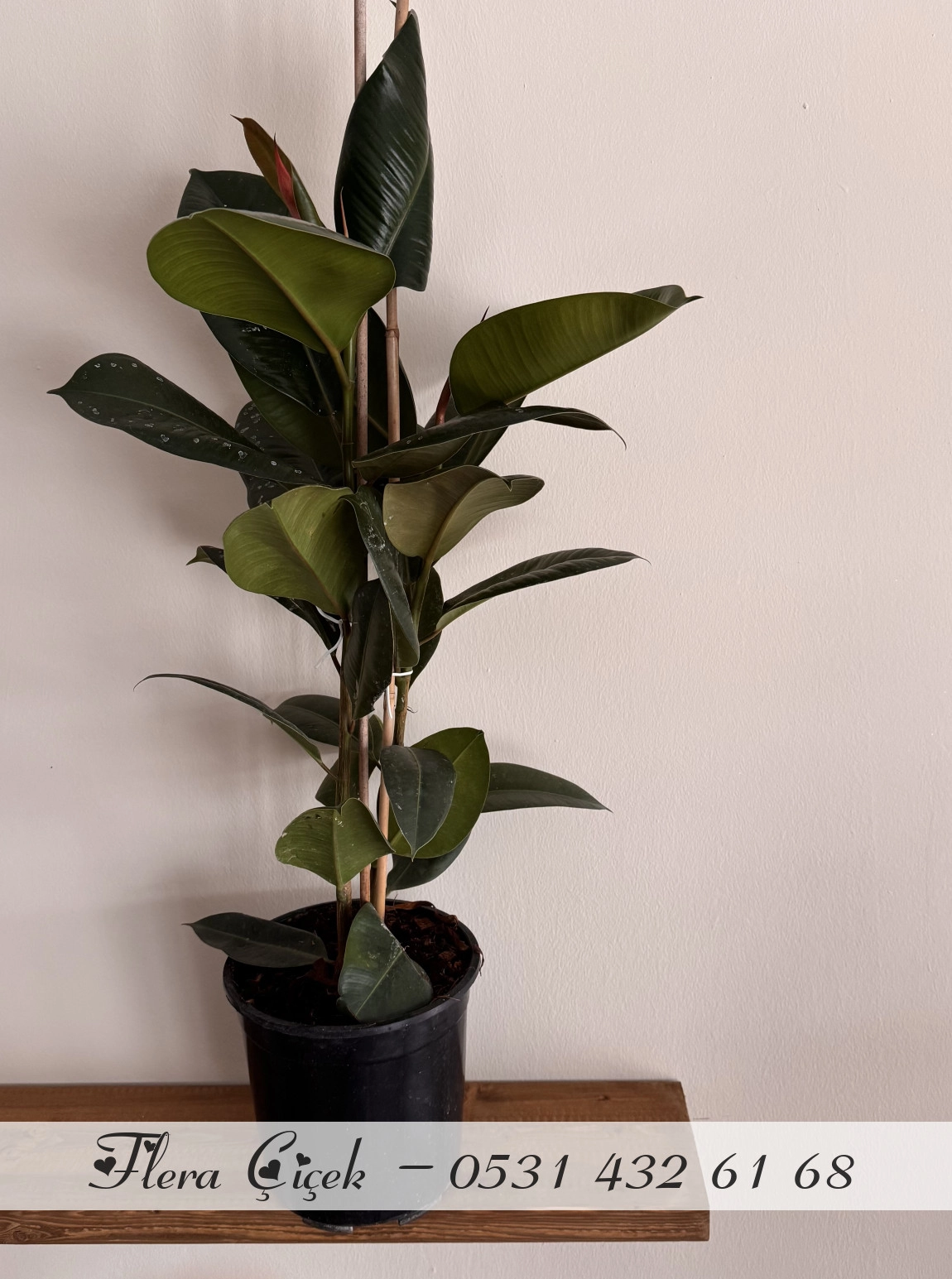 Kauçuk Saksı Büyük