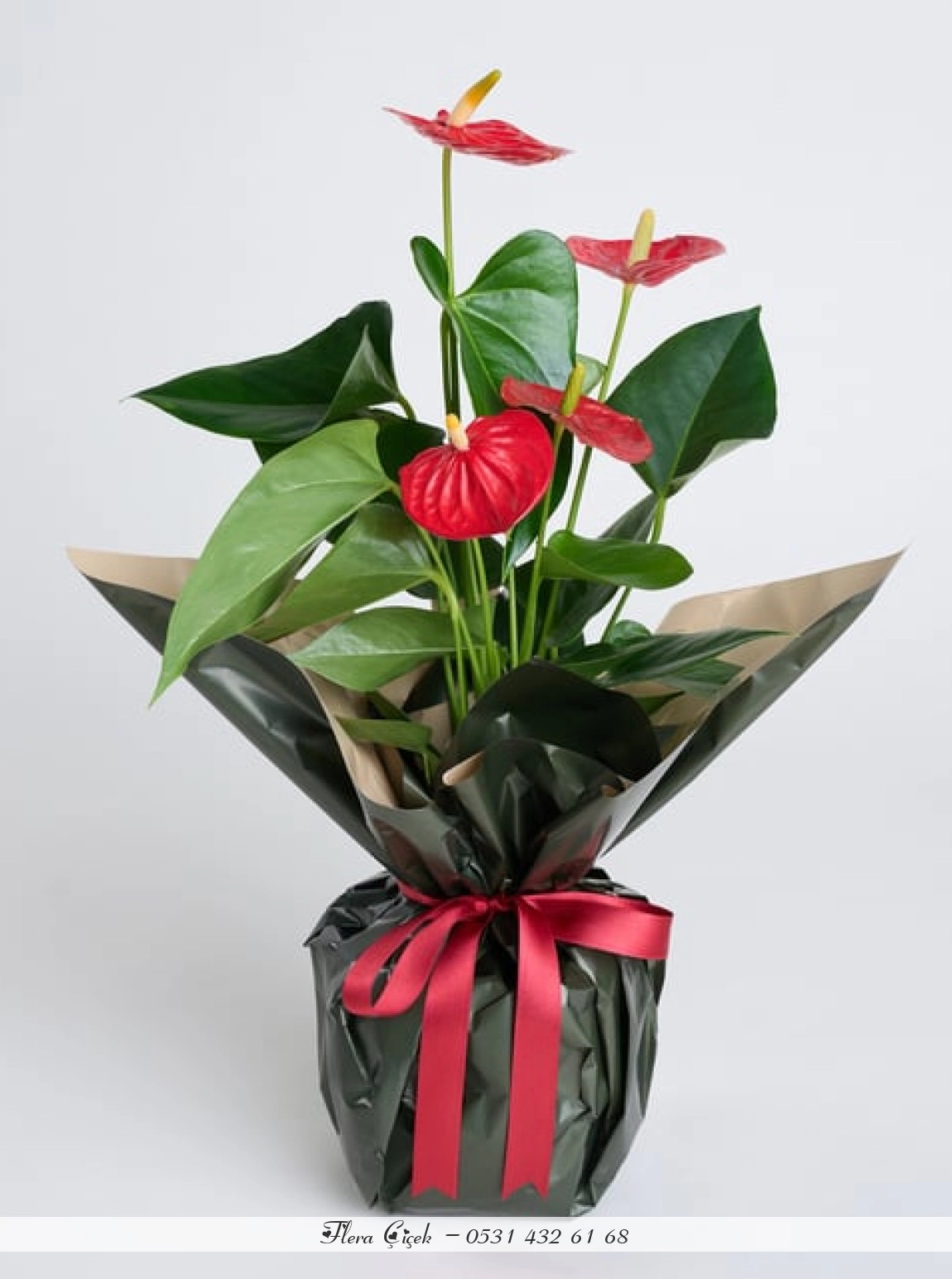 Kırmızı Antoryum Saksı