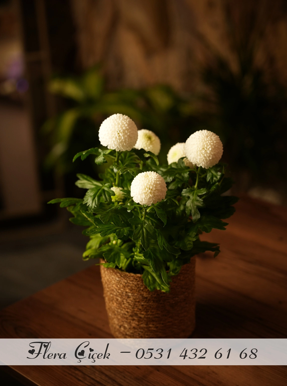 Krizantem Saksı Beyaz