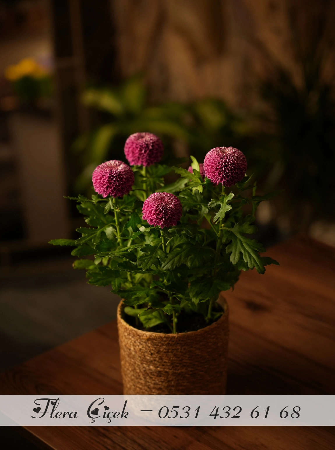 Krizantem Saksı Mor