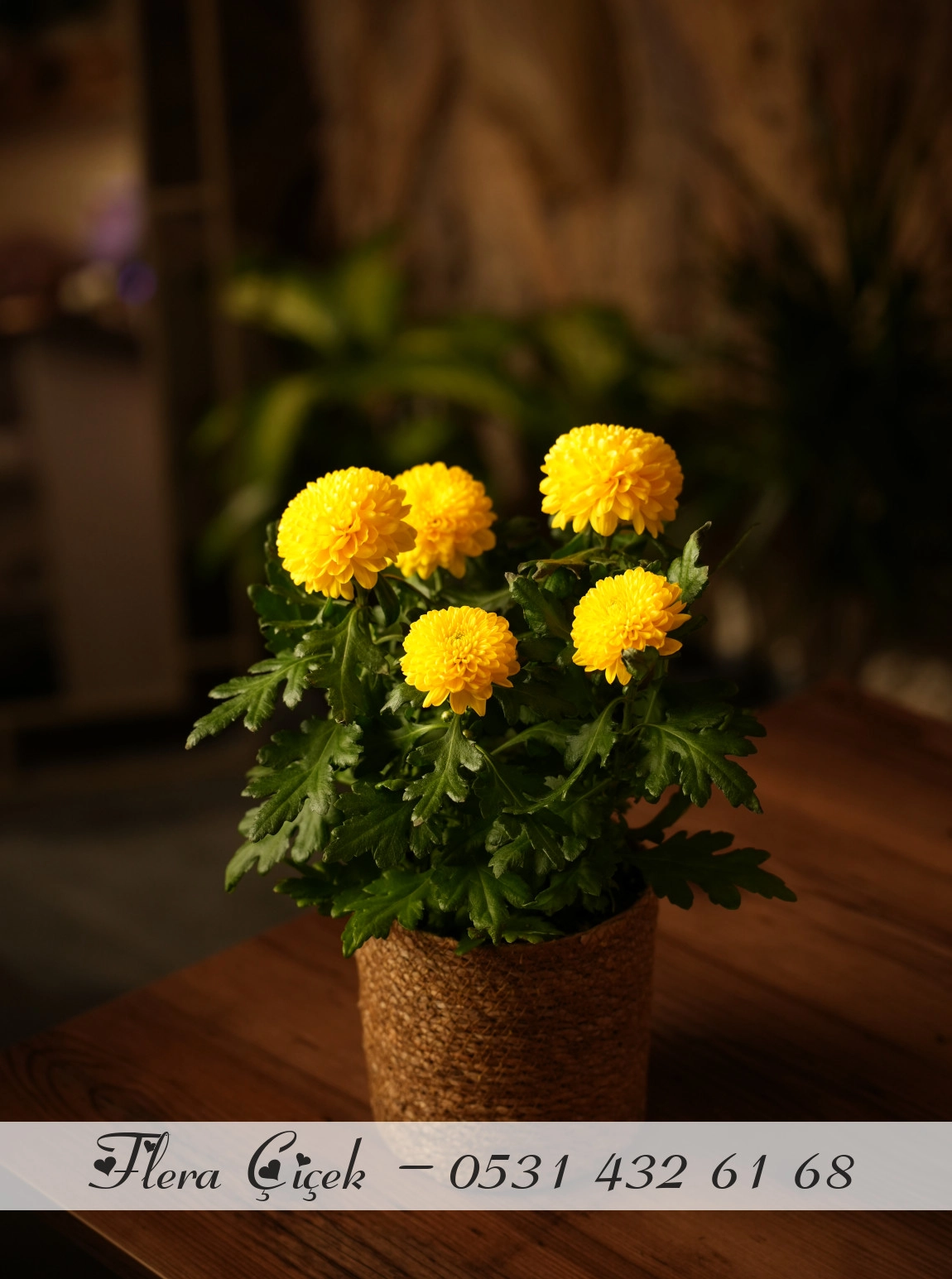 Krizantem Saksı Sarı