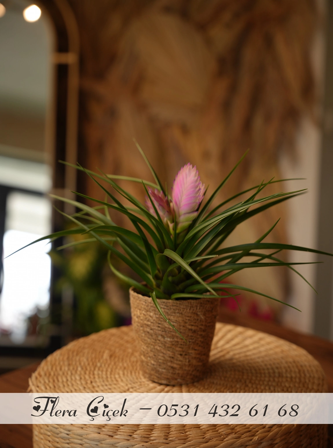Pembe Bromelium