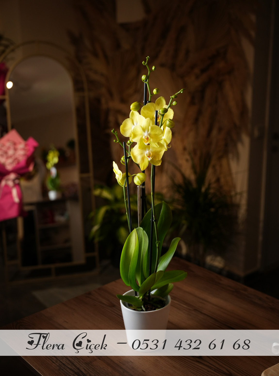 Sarı Orkide