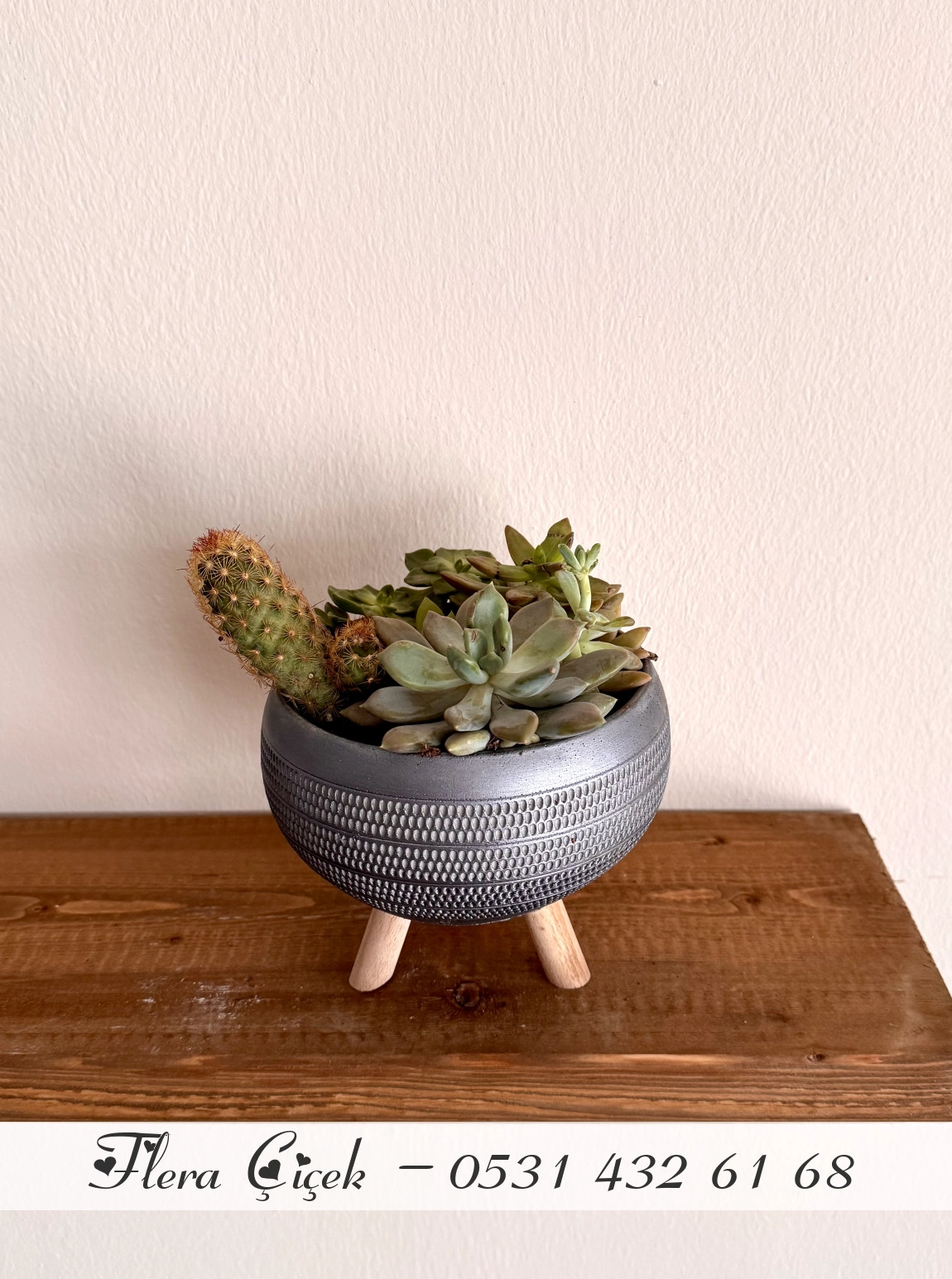 Sukulent Saksı Küçük