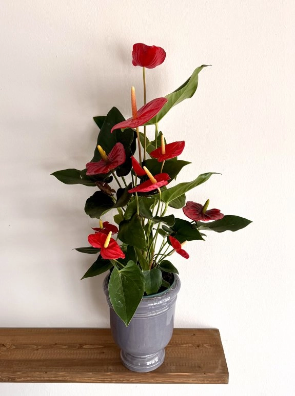 Antoryum Saksı Büyük Boy