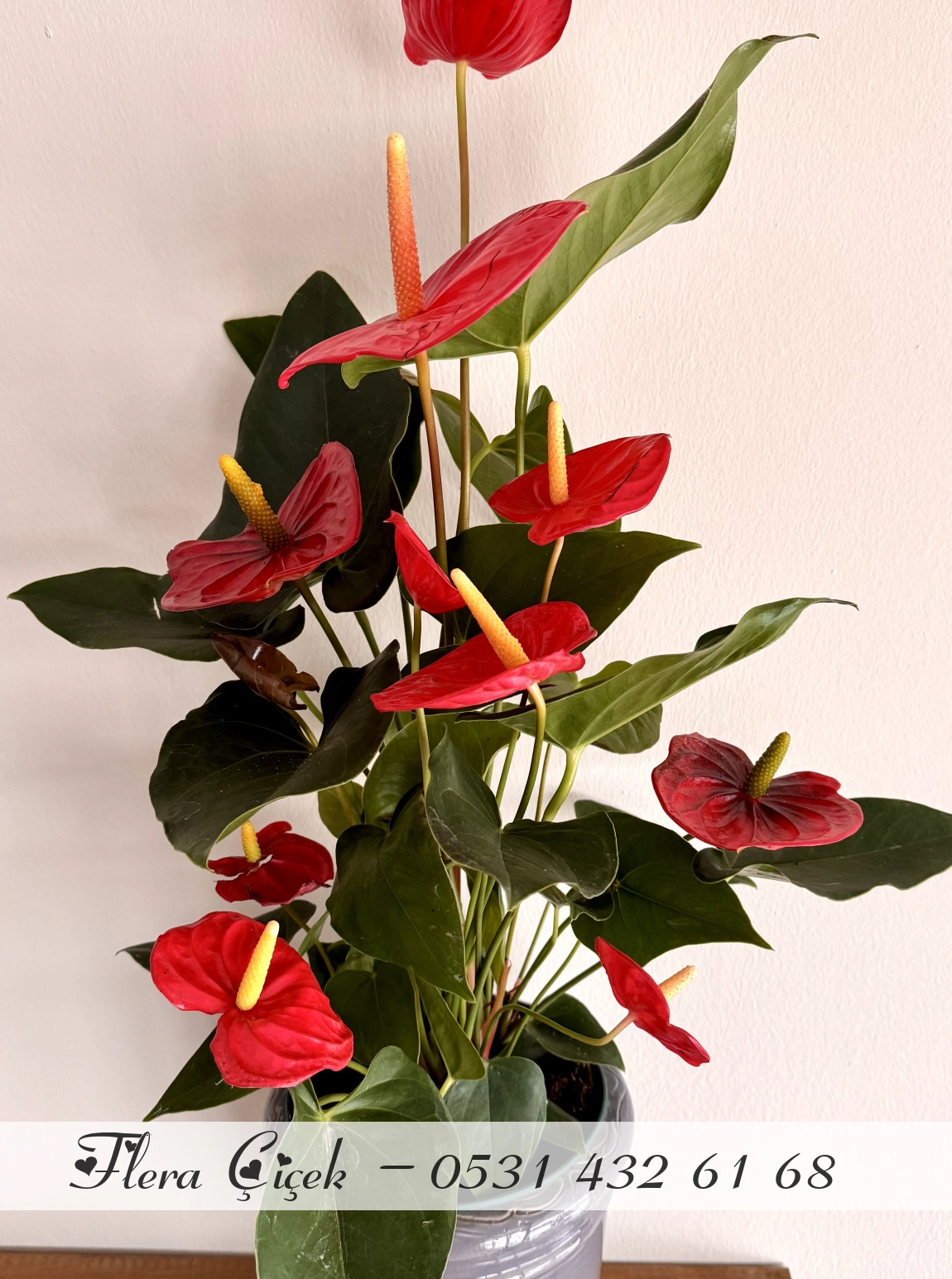 Antoryum Saksı Büyük Boy