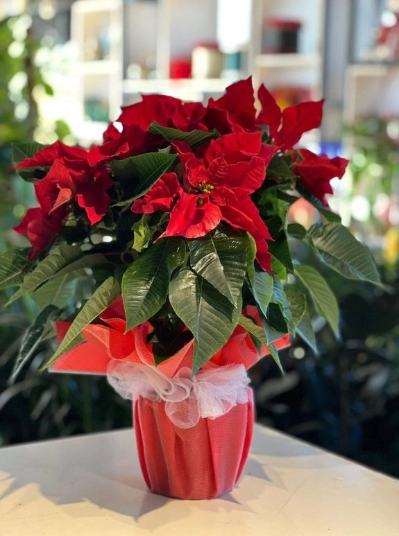 Atatürk Çiçeği Saksı