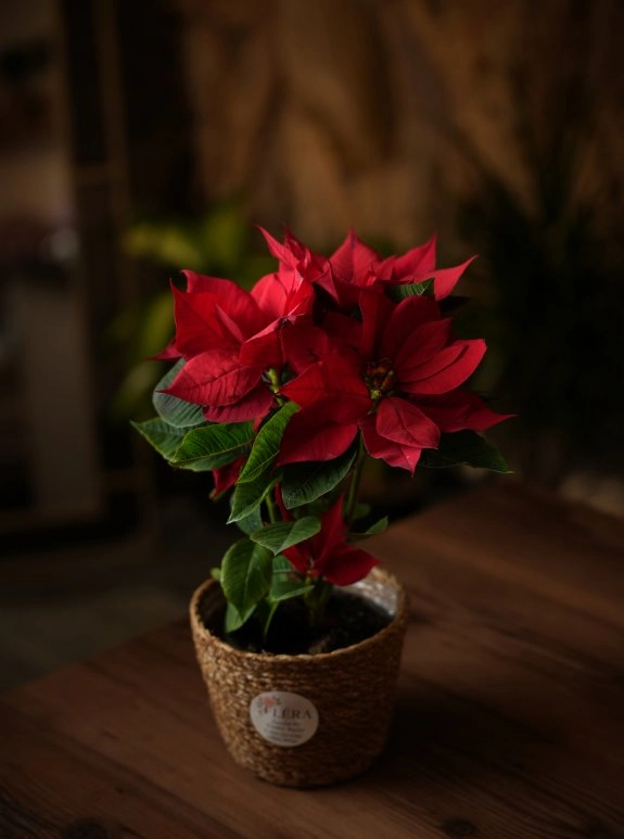 Atatürk Çiçeği Saksı (Poinsetia)