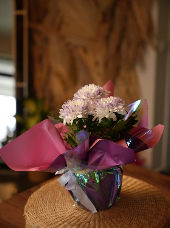 Beyaz - Mor Anastasia