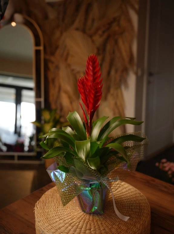 Bromelium