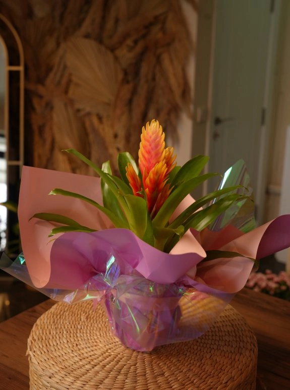 Bromelium
