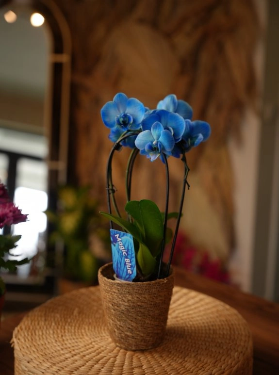 Çift Dallı Mavi Baby Orkide