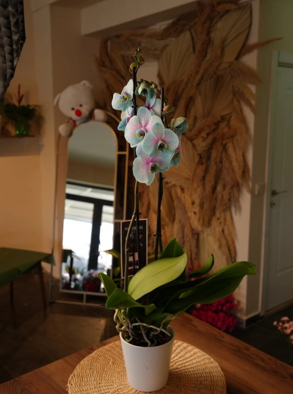 Çift Dallı Mavi Orkide