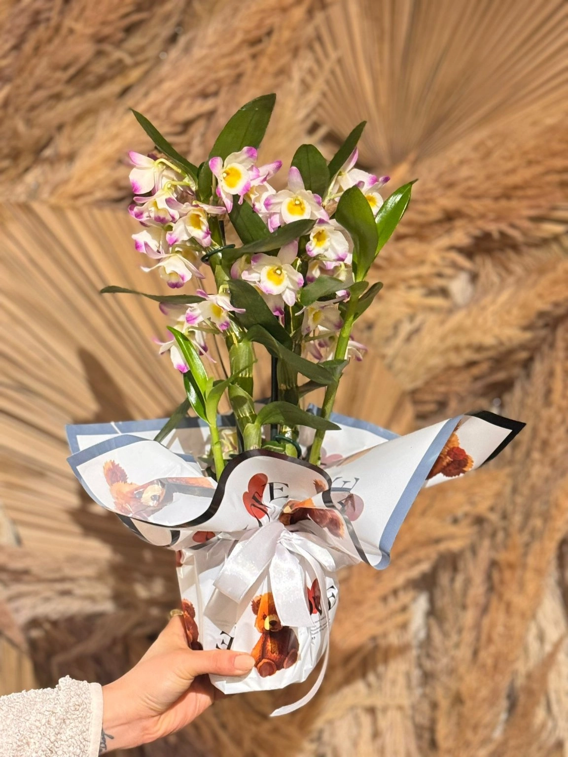 Dendrobium Saksı