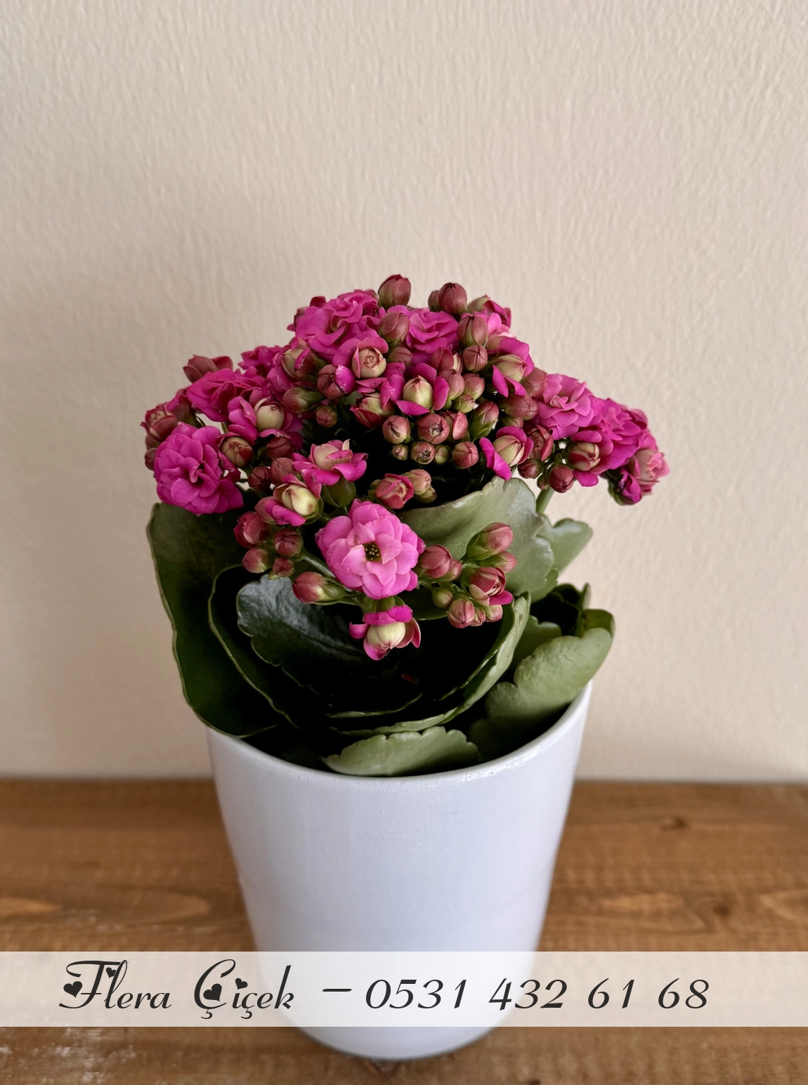 Kalanşo Saksı Koyu Pembe