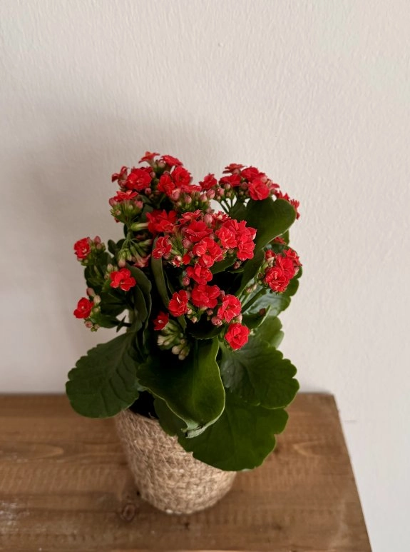 Kalanşo Saksı Kırmızı