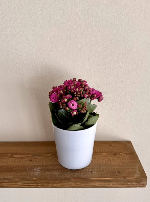 Kalanşo Saksı Koyu Pembe