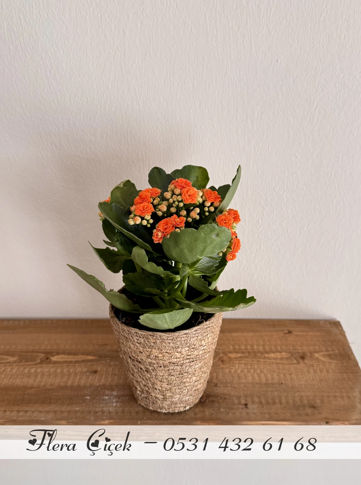 Kalanşo Saksı Turuncu