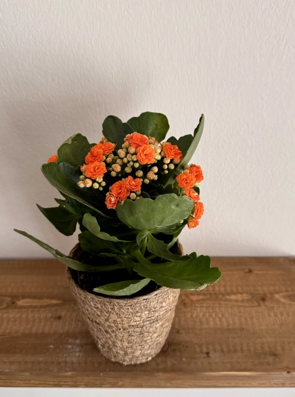 Kalanşo Saksı Turuncu