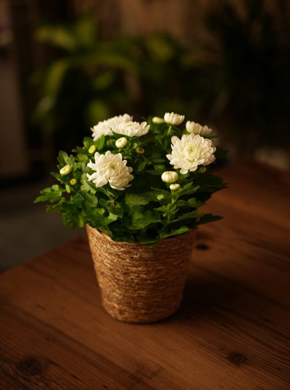 Kasımpatı Saksı Beyaz