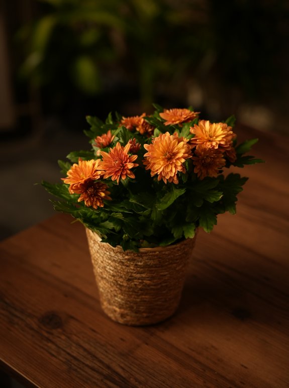 Kasımpatı Saksı Kahverengi