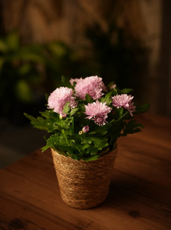 Kasımpatı Saksı Lila