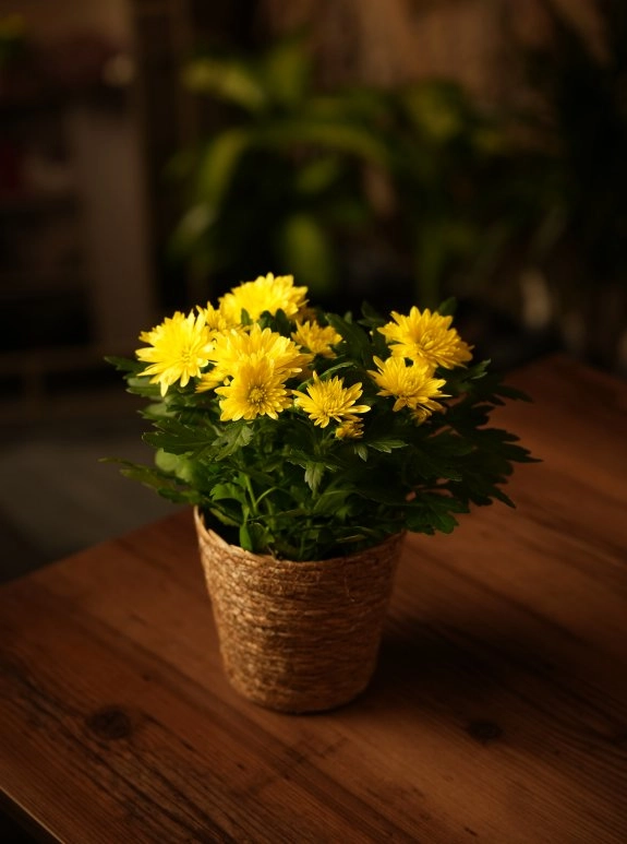 Kasımpatı Saksı Sarı