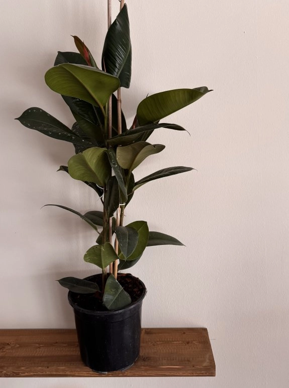 Kauçuk Saksı Büyük