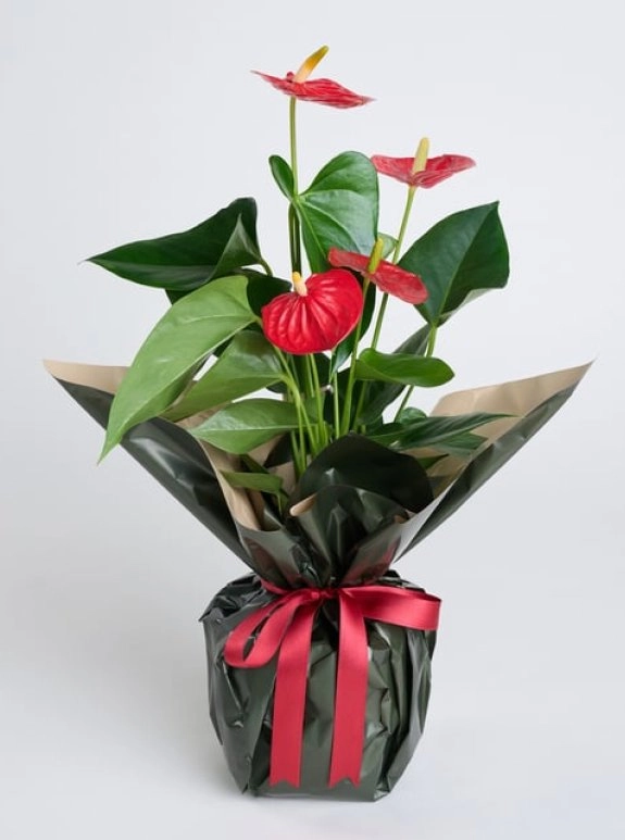 Kırmızı Antoryum Saksı