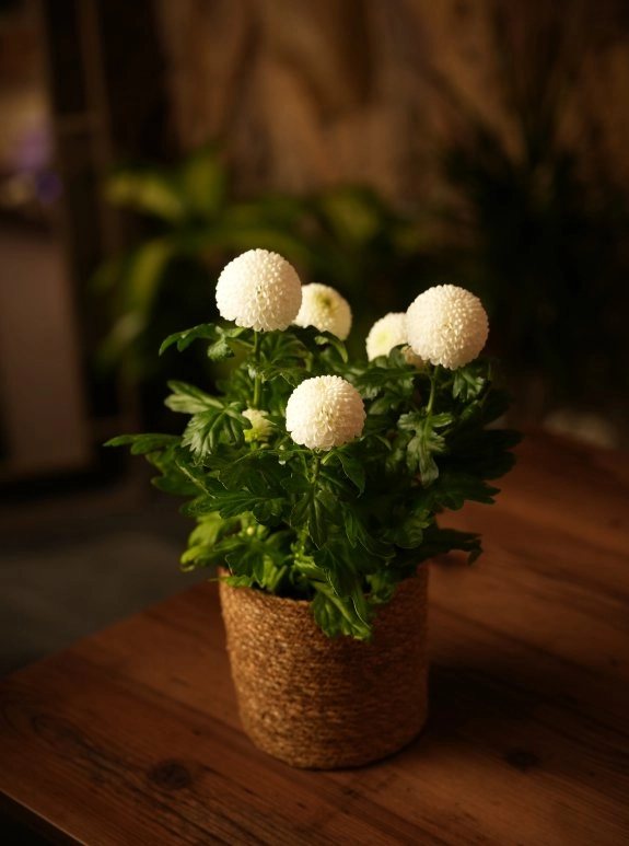 Krizantem Saksı Beyaz