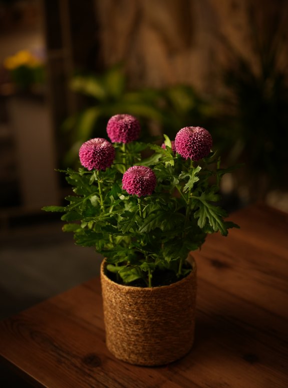 Krizantem Saksı Mor