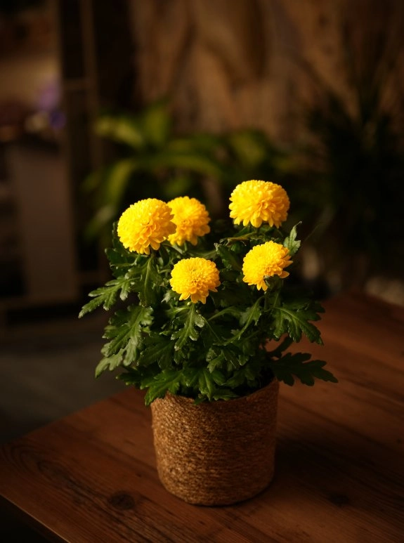 Krizantem Saksı Sarı