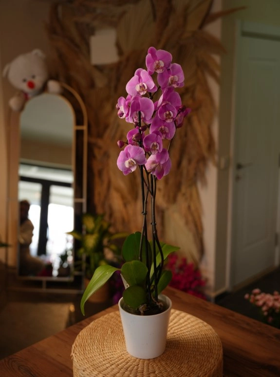 Mor Orkide