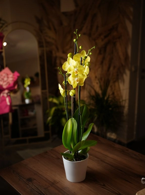 Sarı Orkide