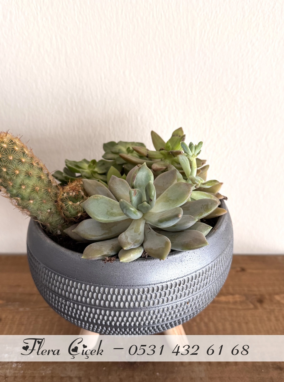 Sukulent Saksı Küçük